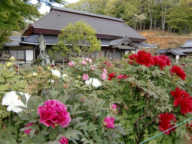 Manshoin