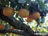 Sera Kosui Farm Pear Picking