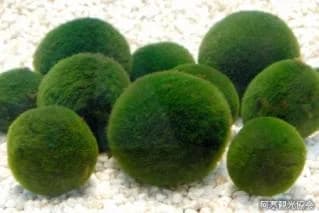 Marimo