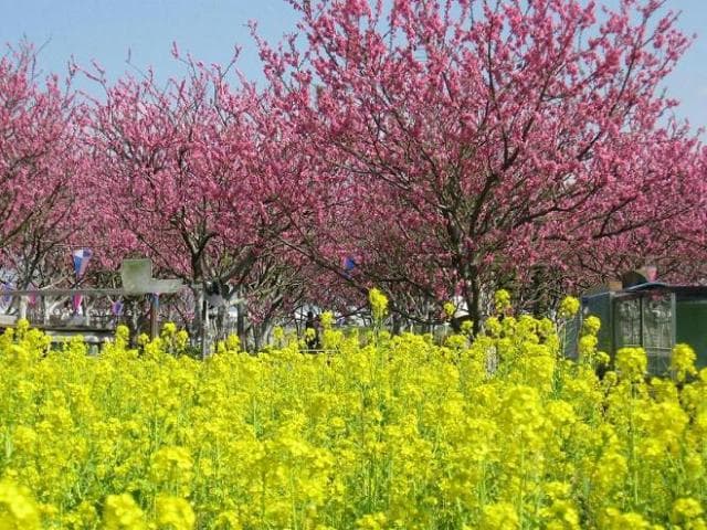 Nakagawa Yashio Flower Park