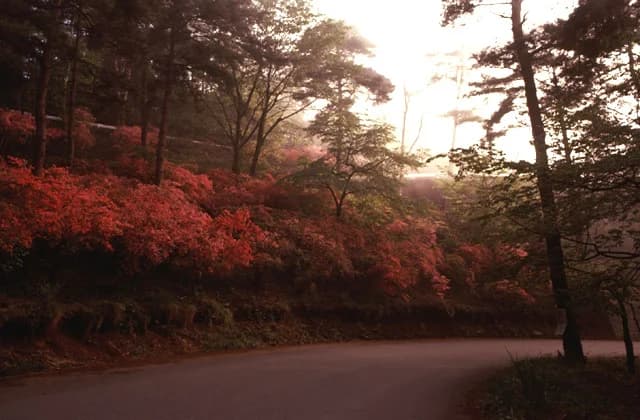 Azalea of Tai Hirayama