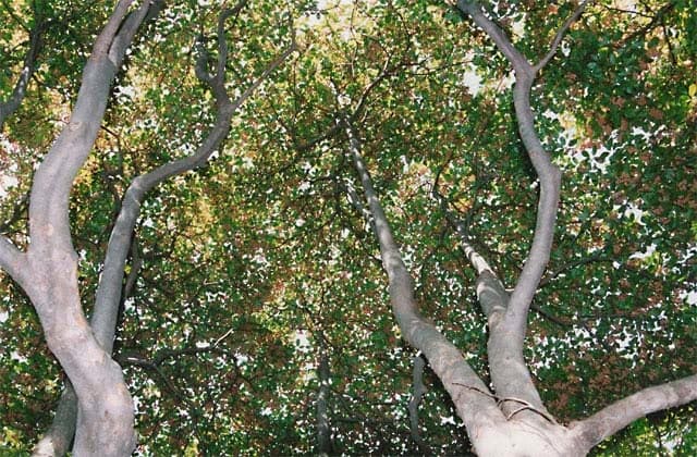 Rhododendron and Dodan azalea at Mt. Nagi