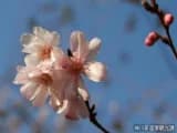 Winter cherry blossoms