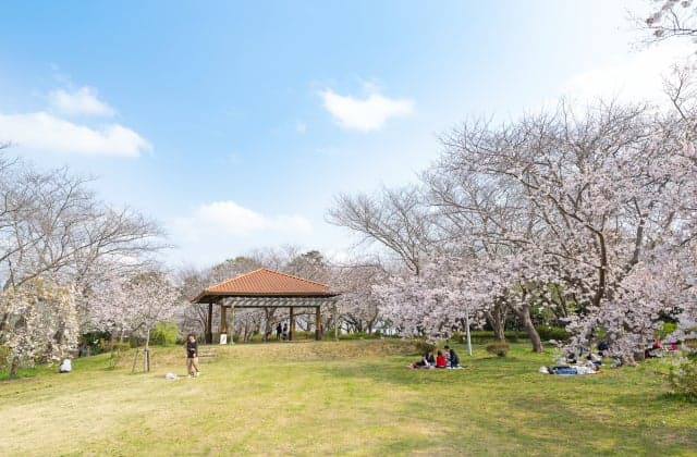 Cherry blossoms at Gongenyama