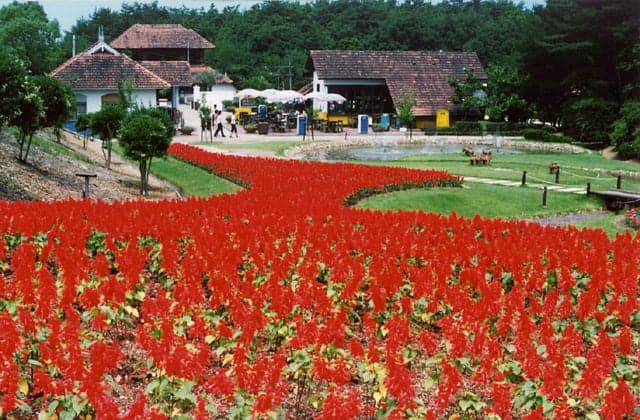 Salvia in front of Nepal Buddhist Temple