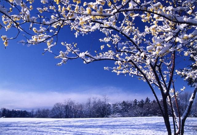 Rowby at Yamakami Castle Ruins Park