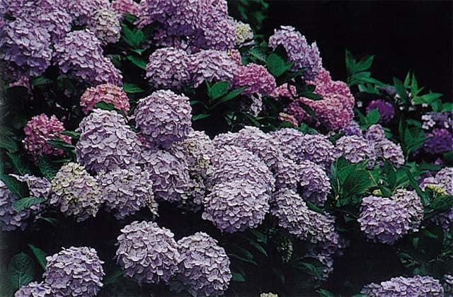 Hydrangea at Takatoyama Park