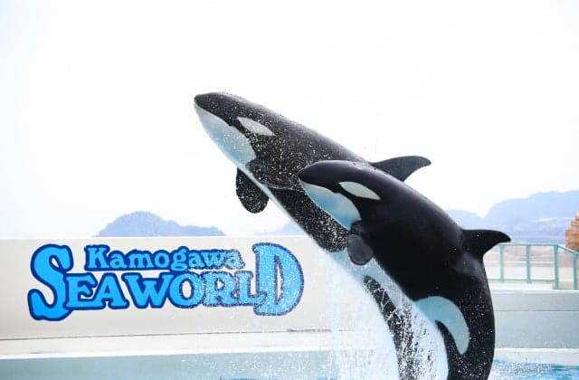 Kamogawa Sea World
