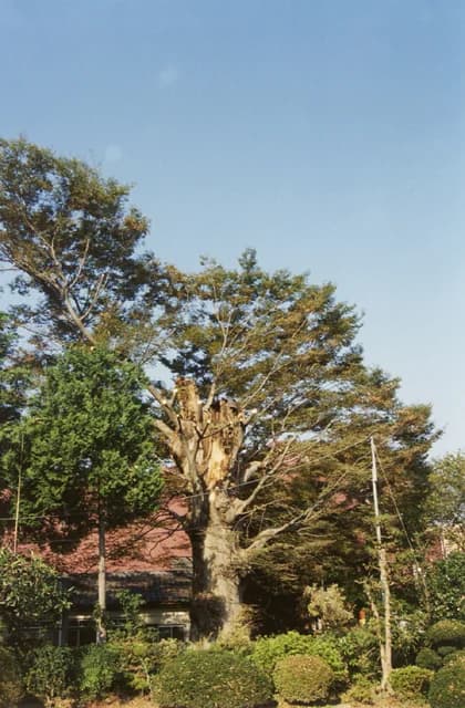 Zelkova at Atago-jinja Shrine