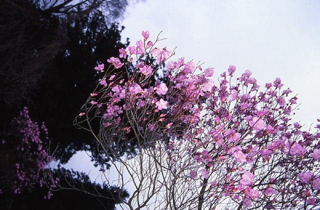Fujiwara's Japanese azalea