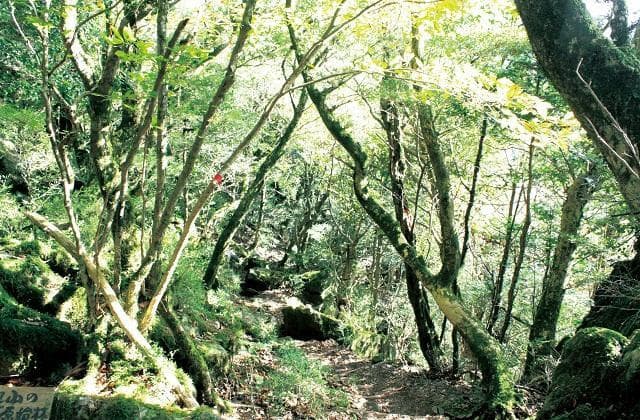 ツゲの原始林(古処山)