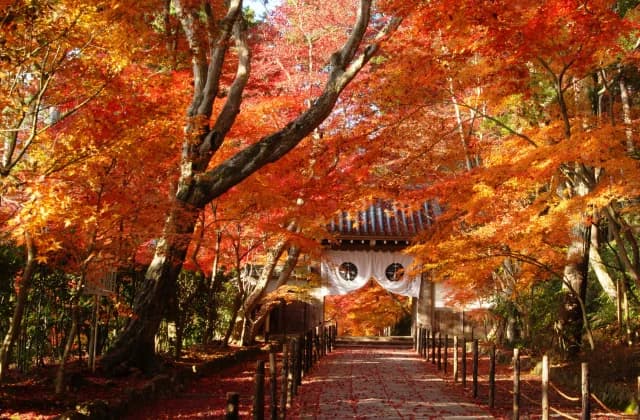 Komyo-ji Temple Autumn Leaves