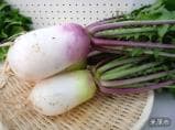 Ibuki radish