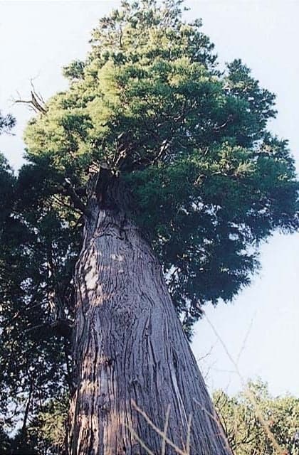 Tenjin's large cedar