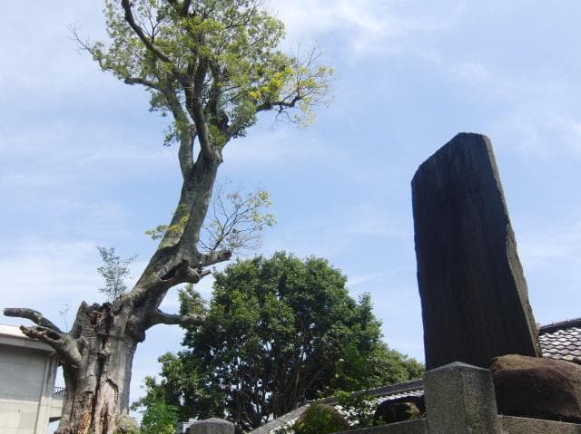 Takada Castle Ruins