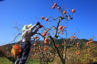 Fuyu persimmon of Imazu