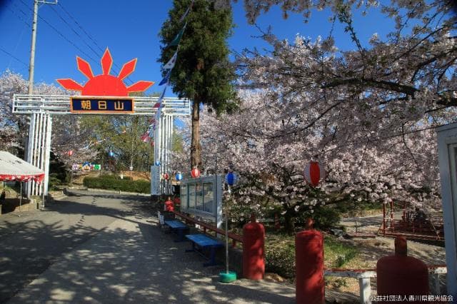 Cherry blossoms