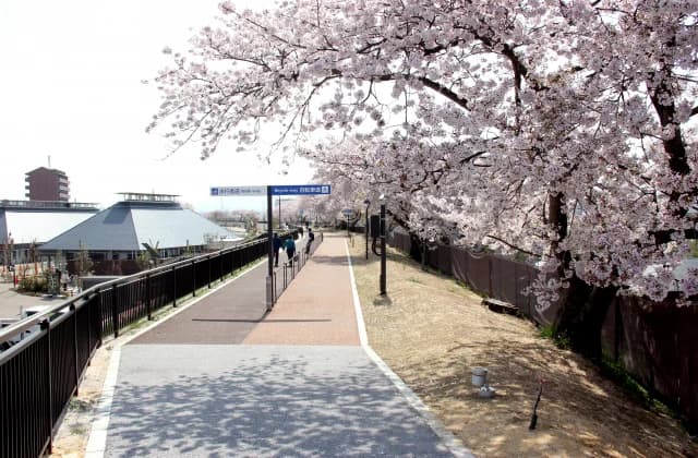 Cherry blossoms at Kusatsugawa Site Park