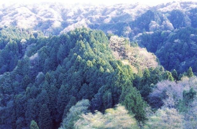 Daifukuyama Natural Forest