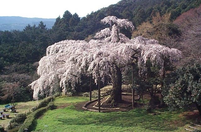 Weeping cherry tree in Long Xingshan