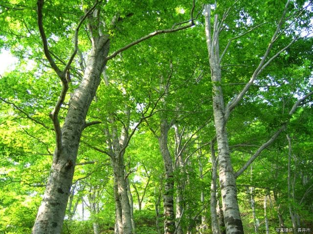 Shuibeyama beech forest