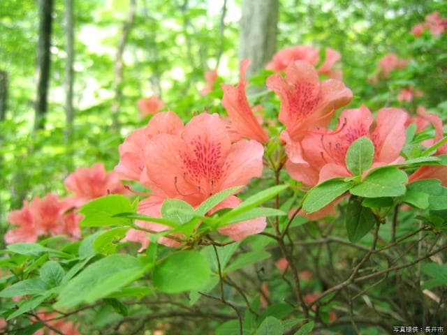 Shuheibeyama beech forest azalea