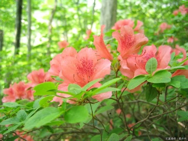 祝瓶山ブナ林ヤマツツジ