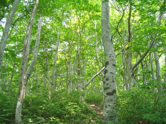 Shuibeyama beech forest