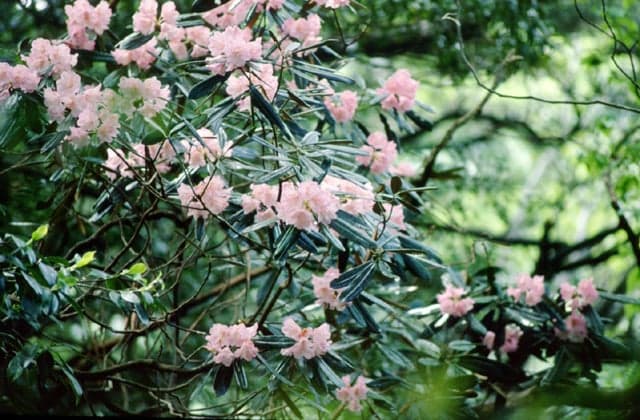 Rhododendron of Taradake