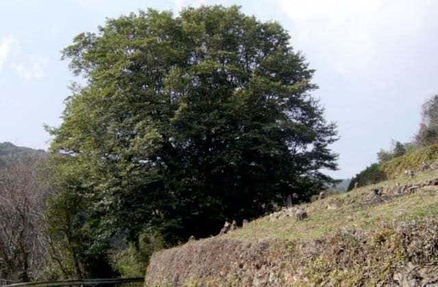 Ogatamanoki of Konagai