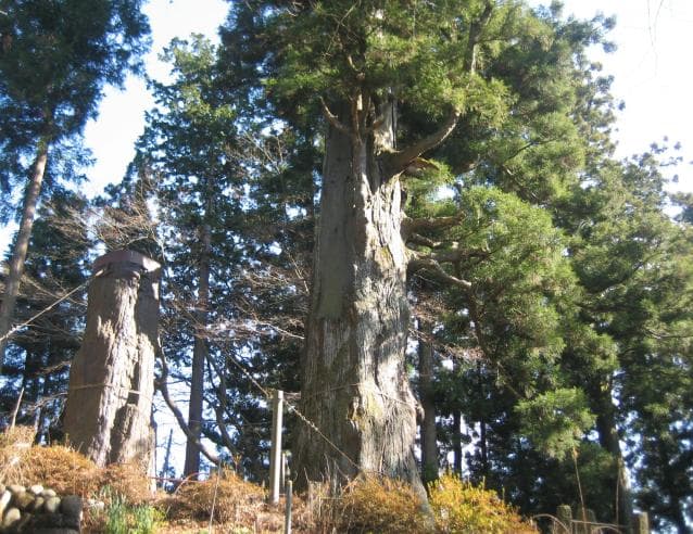 Two Japanese cedars of Kono Gongen