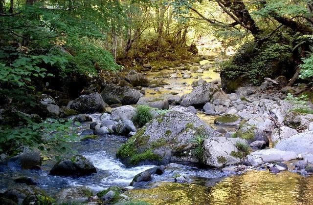 Panke River Summer