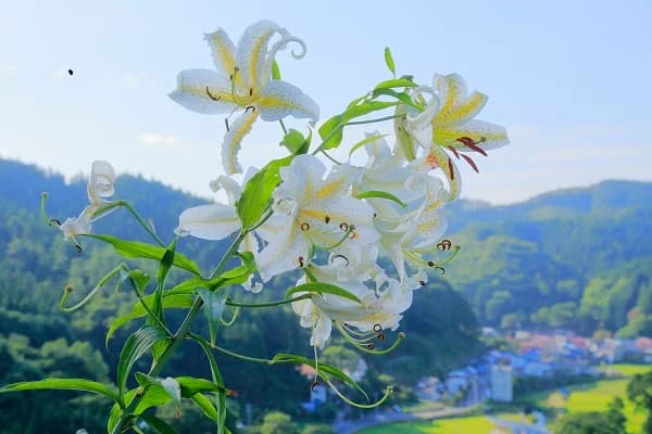 舘山公園のヤマユリ