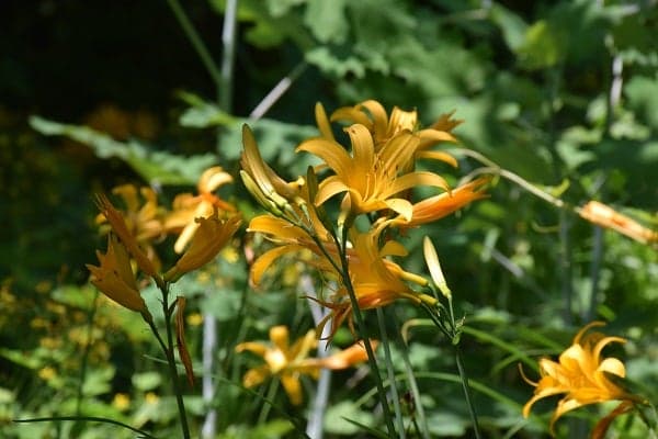Nikko sedge at Tateyama Park