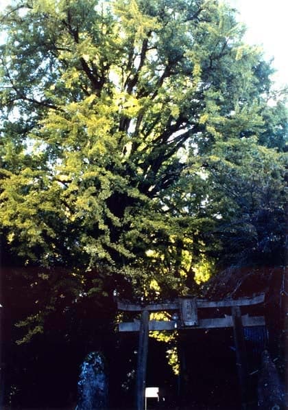 大杉のオオイチョウ