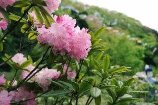 Rhododendron in Shimoitai