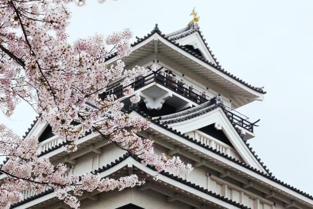 Kami-Yamashiro (Sakura)