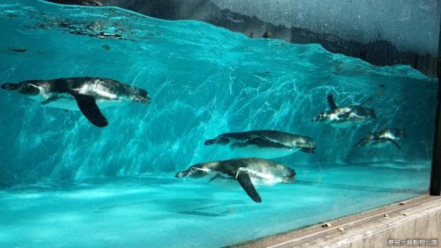 Humboldt penguin