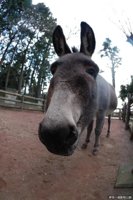 Donkey kaguya