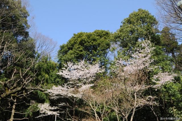 Otaka-no-michi Spring Park (Spring)