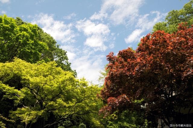 Otaka-no-michi Spring Park (Summer)