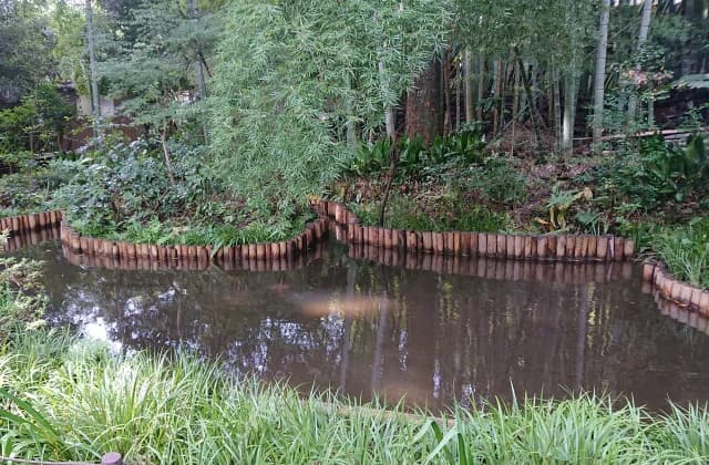 Pond