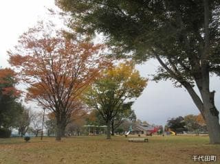 Lawn Square 1