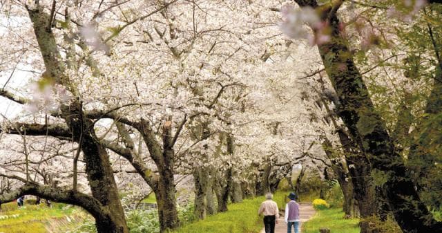 A row of cherry blossom trees and contact colored cherry blossoms on the Sasahara River