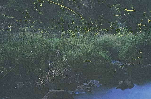 木場川のホタル