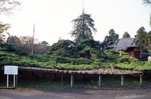 Pine trees