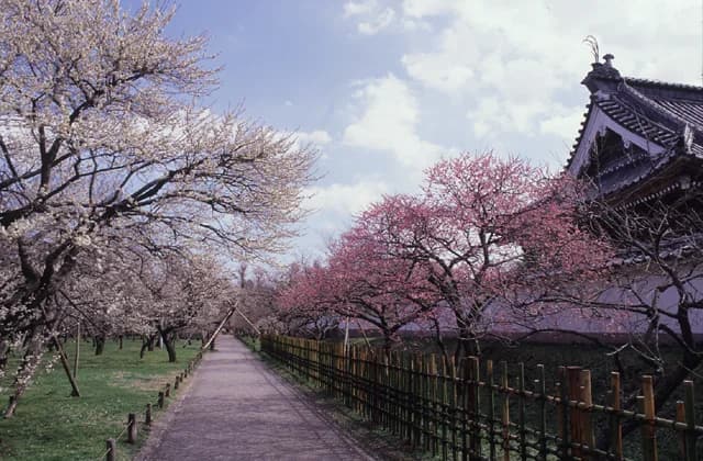 Plum in Kodokan Park