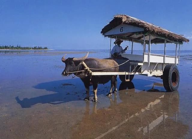 由布島水牛車