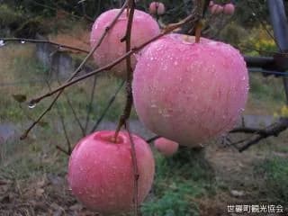 Kajikawa apple orchard apple