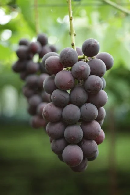 Okamachi Kokura Grape (2)